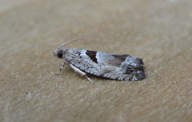 Epinotia ramella 2 Copyright: Stephen Rolls