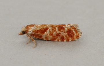 Rhyacionia pinicolana 2 Copyright: Graham Ekins