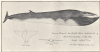 Common Rorqual drawing by Walter Couch