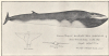 Common Rorqual drawing by Walter Crouch 1891 