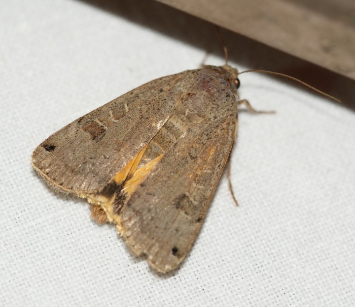 Lunar Yellow Underwing 01 Copyright: Robert Smith