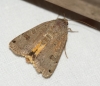 Lunar Yellow Underwing 01 Copyright: Robert Smith