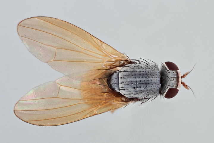 Minettia lupulina dorsal Copyright: Jeremy Richardson