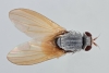 Minettia lupulina dorsal Copyright: Jeremy Richardson