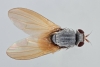 Minettia lupulina dorsal