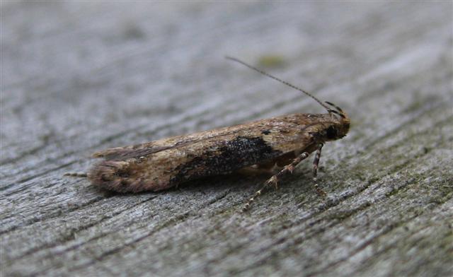 Scrobipalpa costella. Copyright: Stephen Rolls