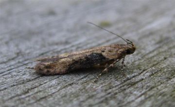 Scrobipalpa costella. Copyright: Stephen Rolls