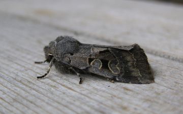 Hebrew Character 2 Copyright: Stephen Rolls