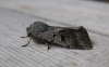 Hebrew Character 2 Copyright: Stephen Rolls