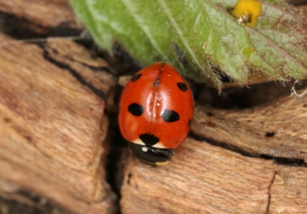 Coccinella magnifica Copyright: Peter Harvey