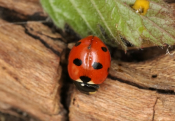Coccinella magnifica Copyright: Peter Harvey