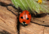 Coccinella magnifica 