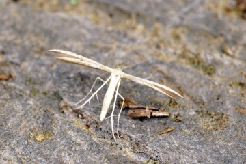 Adaina microdactyla Copyright: Ben Sale