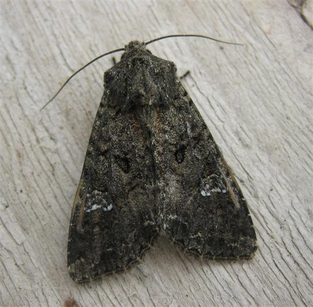 Cabbage Moth. Copyright: Stephen Rolls