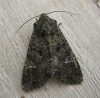 Cabbage Moth. Copyright: Stephen Rolls