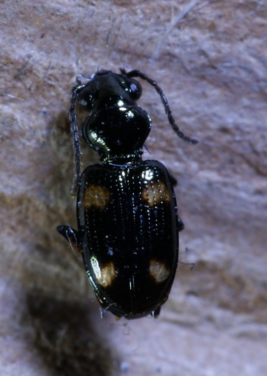 Bembidion quadripustulatum Copyright: Robert Smith