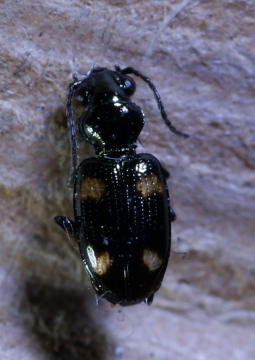 Bembidion quadripustulatum Copyright: Robert Smith