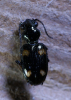 Bembidion quadripustulatum Copyright: Robert Smith