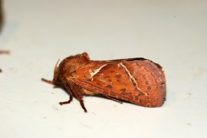 Orange Swift 2 Copyright: Ben Sale