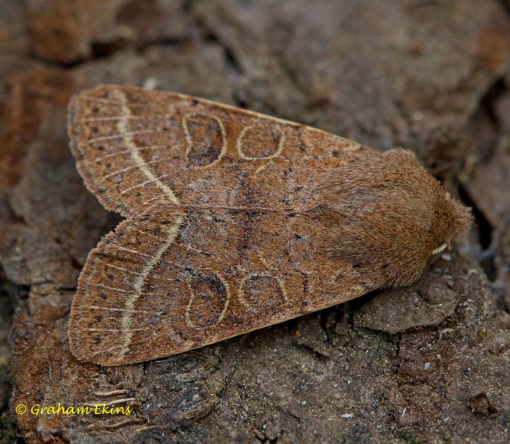 Common Quaker  Orthosia cerasi Copyright: Graham Ekins