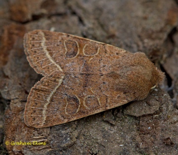 Common Quaker  Orthosia cerasi Copyright: Graham Ekins