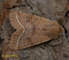 Common Quaker  Orthosia cerasi Copyright: Graham Ekins