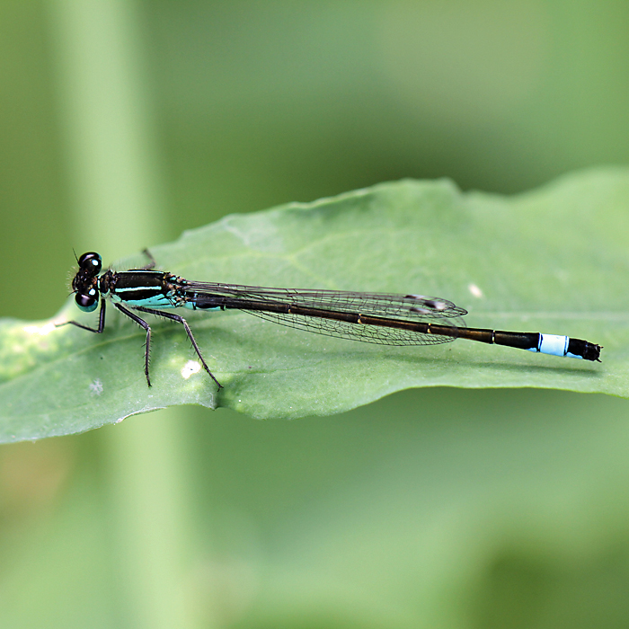Blue-tailed Damselfly Copyright: Geoff Vowles