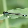 Blue-tailed Damselfly Copyright: Geoff Vowles