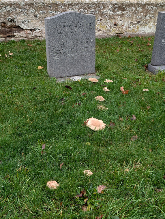Great Bromley Church Gravestone and Funghi 15 November 2025 Copyright: William George