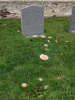 Great Bromley Church Gravestone and Funghi 15 November 2025