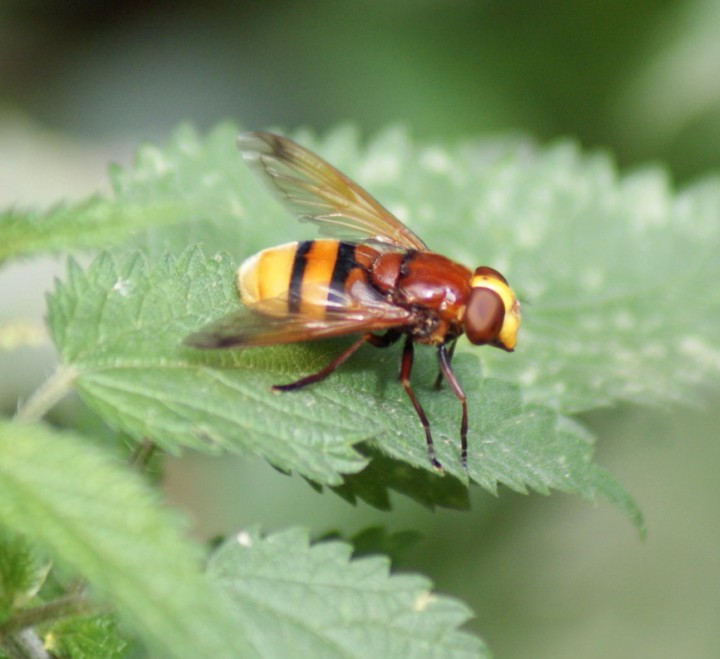 Volucella z. Copyright: Robert Smith