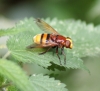 Volucella z. Copyright: Robert Smith