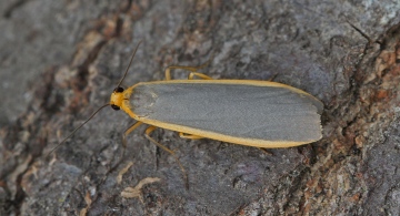 Common Footman Eilema lurideola 2 Copyright: Graham Ekins