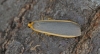 Common Footman Eilema lurideola 2 Copyright: Graham Ekins