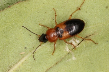 Stenolophus teutonus Copyright: Peter Harvey