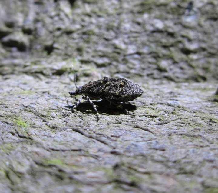 Diurnea fagella Female. Copyright: Stephen Rolls