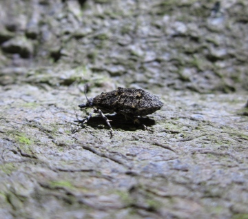 Diurnea fagella Female. Copyright: Stephen Rolls