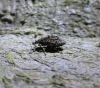 Diurnea fagella Female.