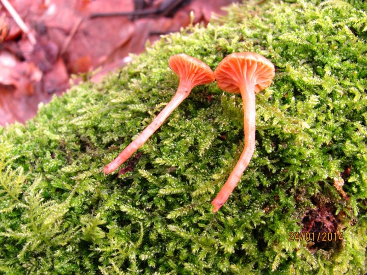 Omphalina pyxidata Copyright: Graham Smith