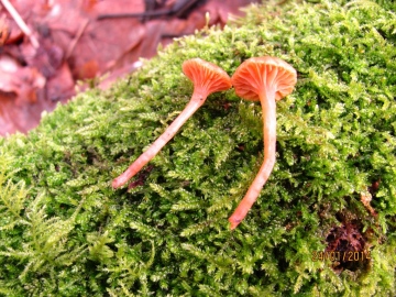 Omphalina pyxidata Copyright: Graham Smith