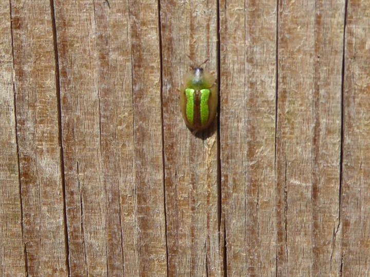 Cassida vitatta Copyright: Alf Mullins