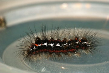 Yellow-tail caterpillar final instar Copyright: Ben Sale