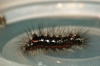 Yellow-tail caterpillar final instar Copyright: Ben Sale
