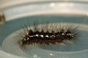 Yellow-tail caterpillar final instar Copyright: Ben Sale
