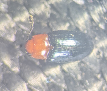 Triplax aenea Copyright: Robert Smith