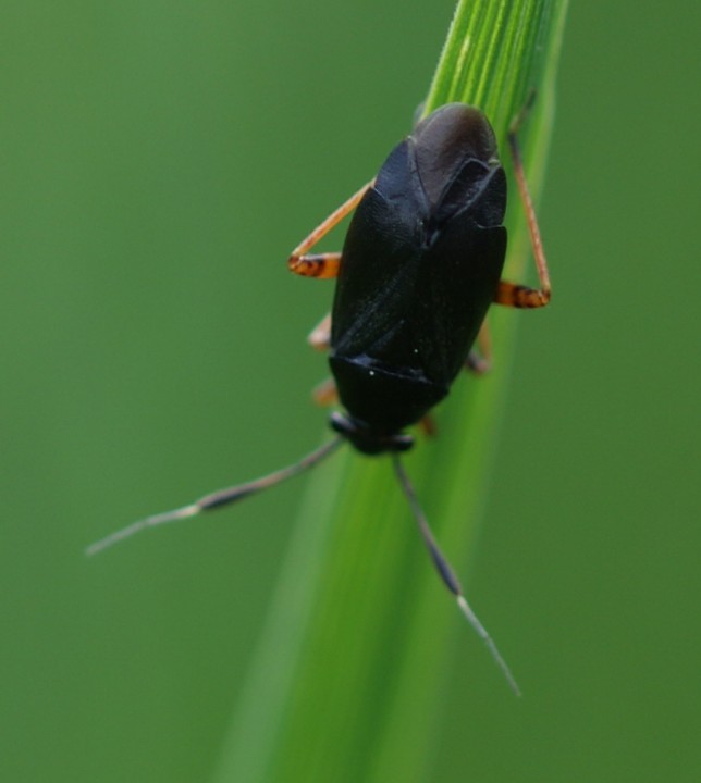 Capsus ater Copyright: Robert Smith