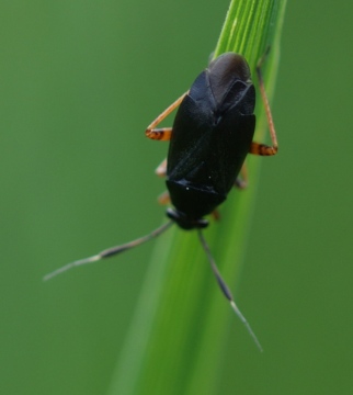 Capsus ater Copyright: Robert Smith