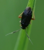 Capsus ater Copyright: Robert Smith