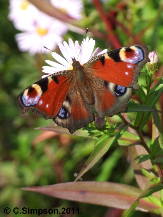 Inachis io. Copyright: Colin Simpson