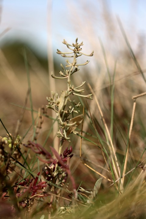 Atriplex pedunculata Copyright: Paul Fletcher